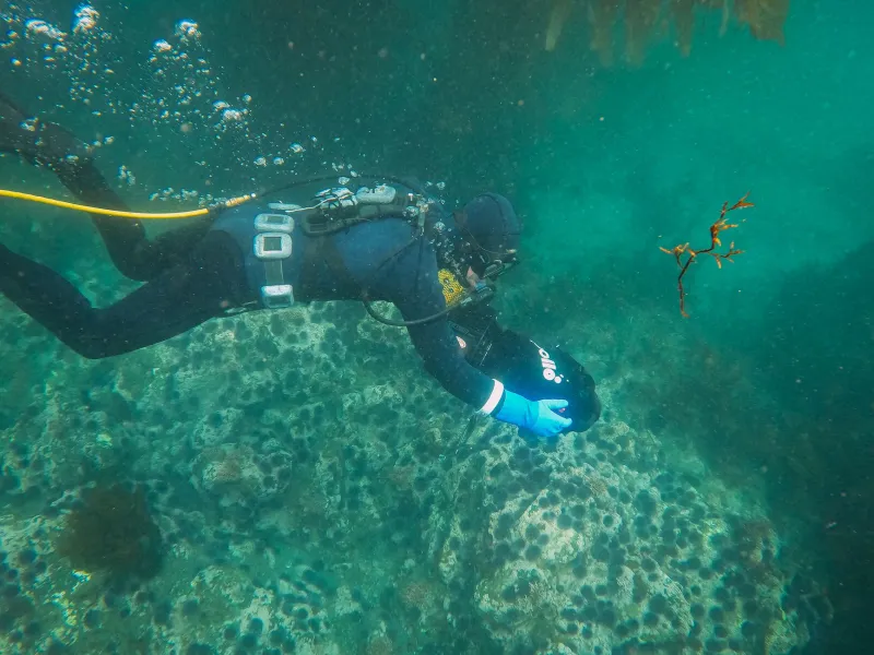America's Underwater Forests: Why Kelp Ecosystems Are the Next Great Adventure Frontier