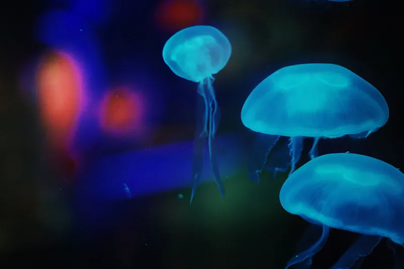 Fading Light: What Warming Oceans Are Doing to America's Most Magical Bioluminescent Bays
