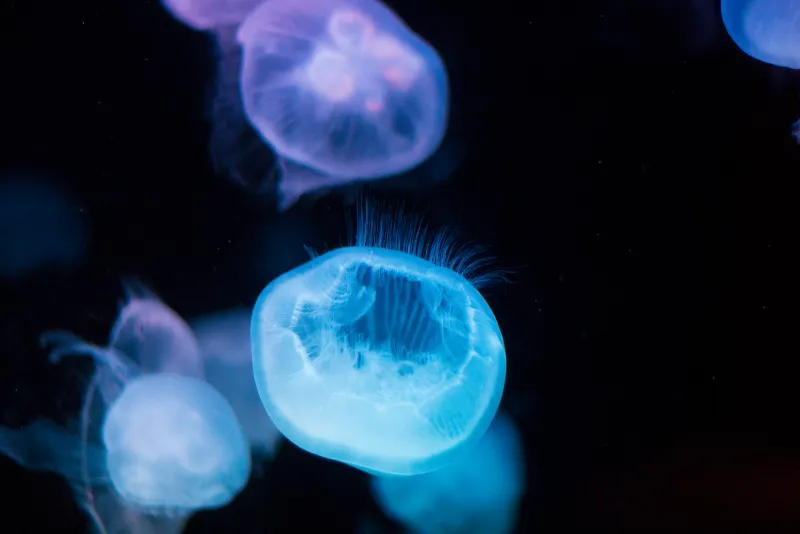 Glow Time: The Traveler's Guide to North America's Most Dazzling Bioluminescent Waters