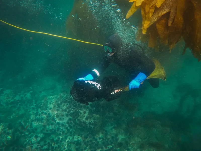 Follow the Current: A Traveler's Guide to North America's Wildest Underwater Migration Corridors