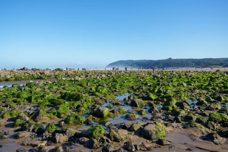Low Tide, Big Discoveries: Exploring the Pacific Northwest's Most Spectacular Tide Pools