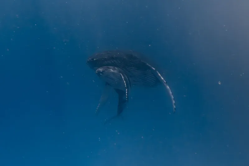 Hear the Ocean Breathe: Inside America's Emerging Underwater Soundscape Tourism Scene
