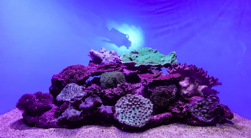 Where the Sea Comes Back: Traveling America's Coastlines in the Middle of a Comeback Story